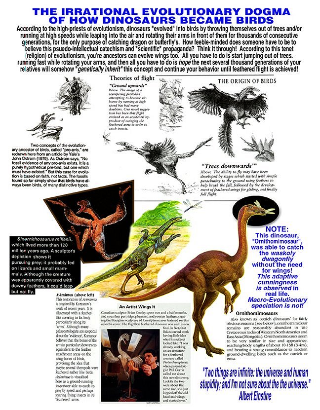 proof that dinosaurs evolved into birds